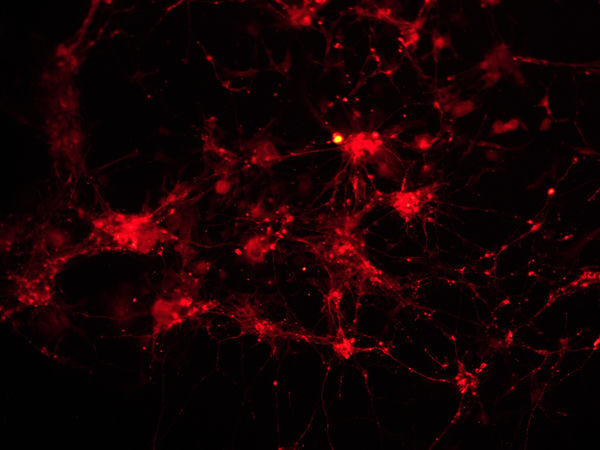 倒置荧光显微镜图片