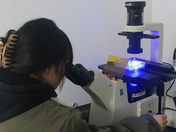倒置荧光显微镜图片