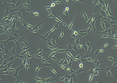 ȫڷӫ΢MF53-TIRF΢ͼƬ-a