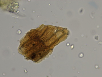 ӫ΢ MF53-TIR΢ͼƬ-3